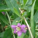 Lycium halimifolium 2